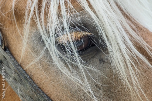 Closeup shot of Haflinger's eye with a white horsehair