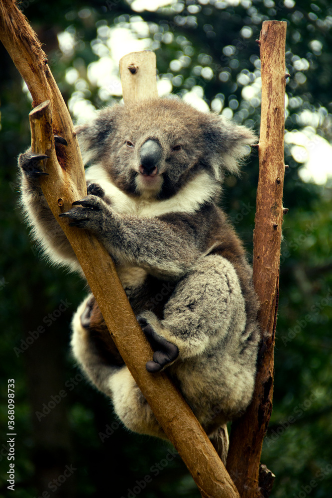 Fototapeta premium koala bear sleeping on tree