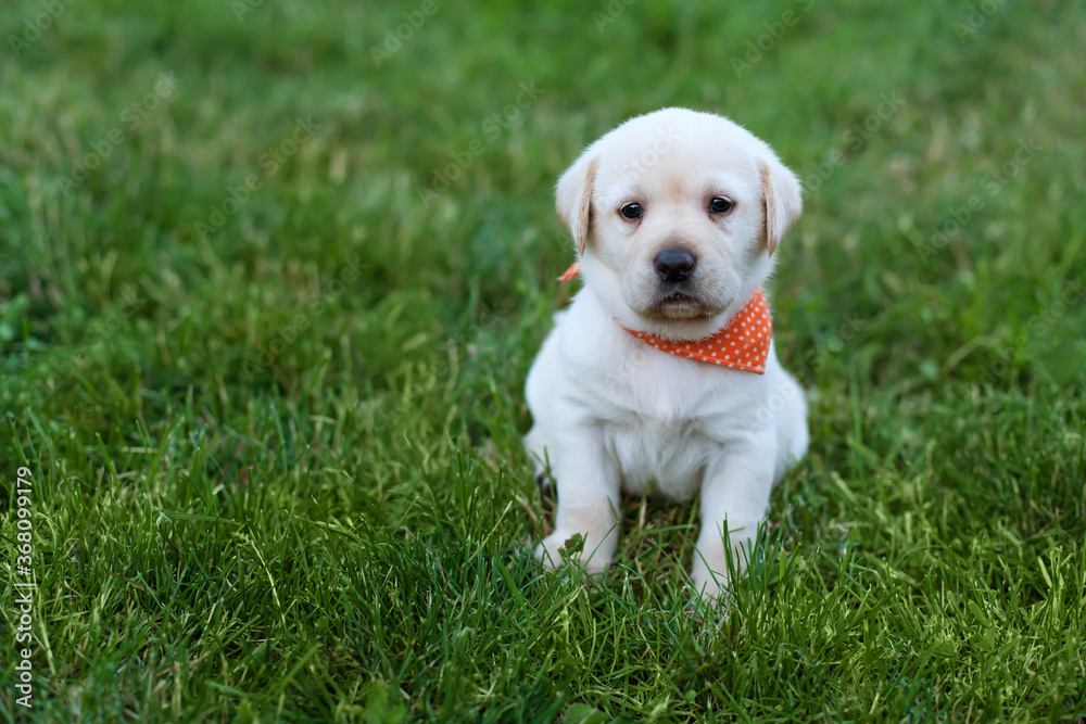 Alert labrador puppy dog sitting in the grass Alert labrador puppy dog sitting in the grass