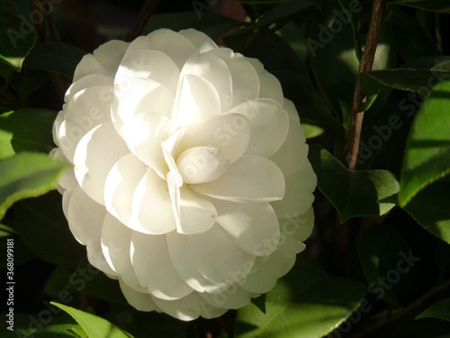 Fotografie, Tablou Selective focus shot of a white camelia flower growing in the garden