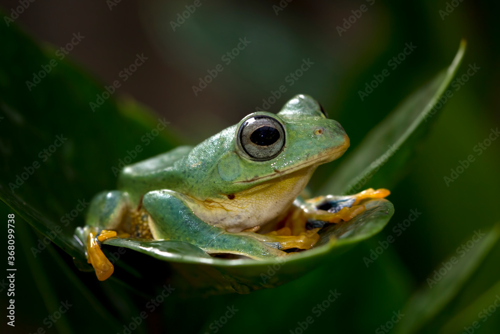 Javan tree frog front view on green leaves, Flying frog sitting on green leaves Javan tree frog front view on green leaves, Flying frog sitting on green leaves