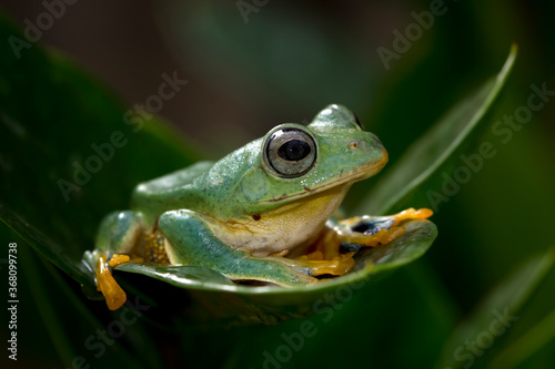 Javan tree frog front view on green leaves, Flying frog sitting on green leaves