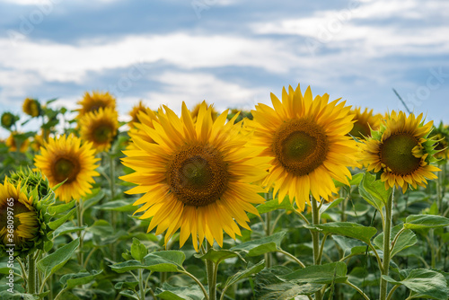 Young sunflower field during a cloudy day