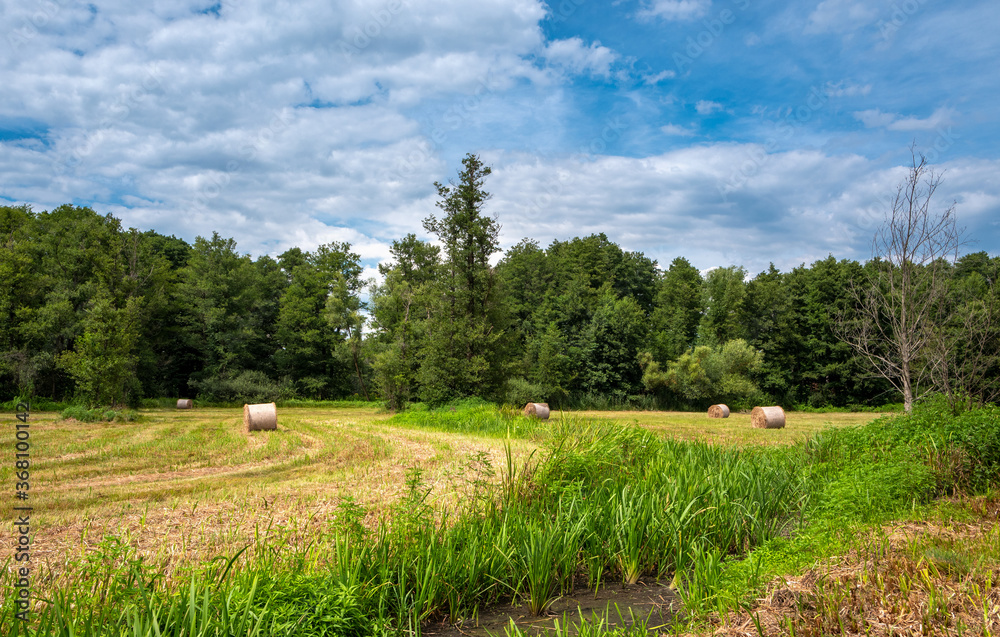 kleines Getreidefeld im Waldgebiet