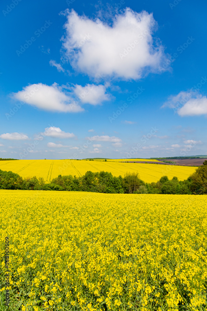 Blooming rapeseed field in Ukrainian countryside