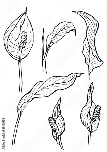 Black and white floral elements. Good for wedding invitation, background, brochure or wrapping paper design. Vector. Peace lily