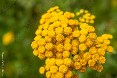 A cluster of tansy on green background photo