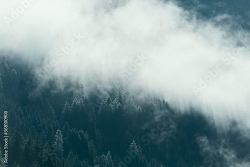 Fog in the pine forest in morning, Dark tone image. Foggy mountain landscape with fir forest, Austria