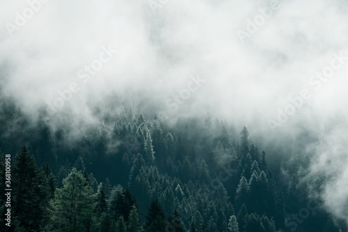Fog in the pine forest in  morning  Dark tone image. Foggy mountain landscape with fir forest  Austria