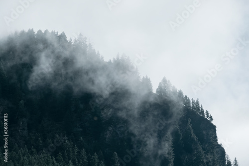 Fog in the pine forest in morning, Dark tone image. Foggy mountain landscape with fir forest, Austria