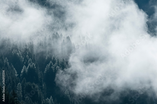 Fog in the pine forest in  morning, Dark tone image. Foggy mountain landscape with fir forest, Austria © Dmitry Pistrov