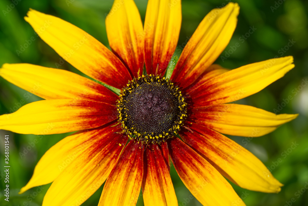 Campfire Rudbeckia, close up. Rudbeckia hirta, black-eyed rudbeckia, Bold golden perennial. Campfire Rudbeckia, close up. Rudbeckia hirta, black-eyed rudbeckia, Bold golden perennial.