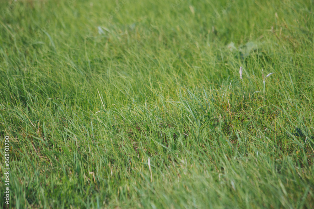 Close-up of a fresh green lawn that is not well maintained Cropped green grass background. Green lawn pattern textured background. Close-up of a fresh green lawn that is not well maintained Cropped green grass background. Green lawn pattern textured background.