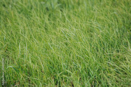 Close-up of a fresh green lawn that is not well maintained Cropped green grass background. Green lawn pattern textured background.