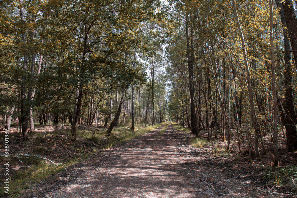 Forest in the Loire Valley Countryside - near Langeais - France