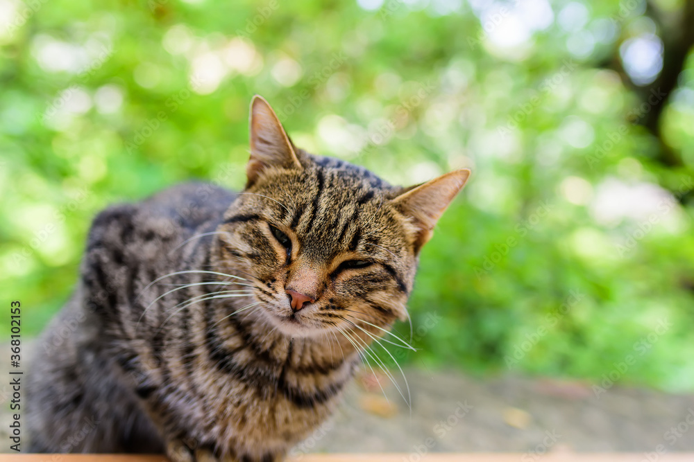 Gray tabby cat sitting on a concrete parapet on a background of green foliage