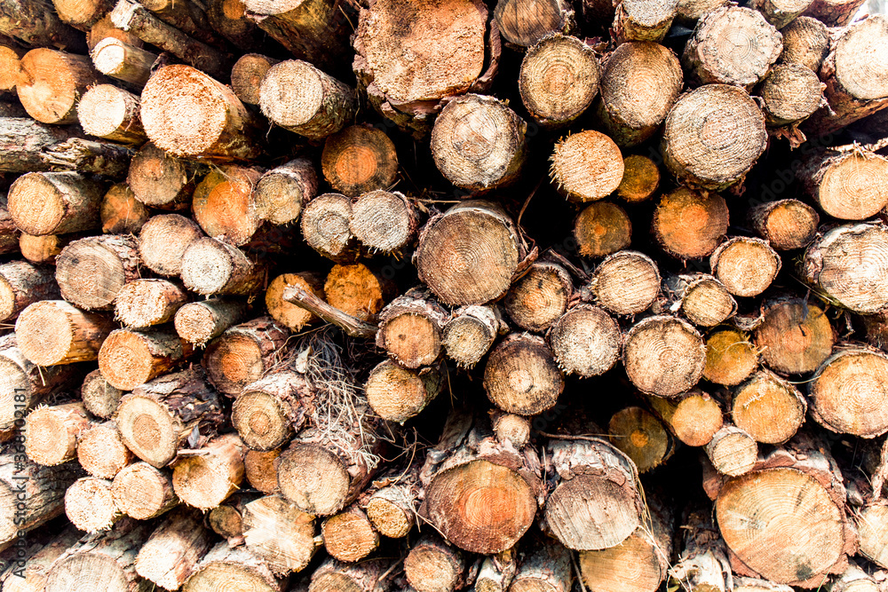 Pile of logs stocked in the forest Pile of logs stocked in the forest