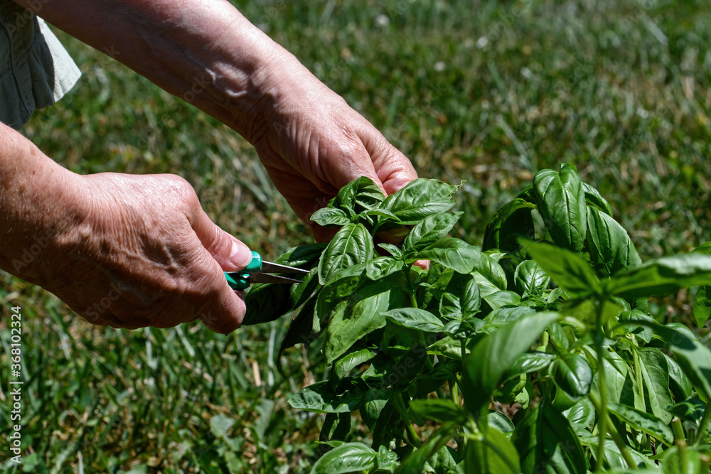 Harvesting basil by hand in the garden on a sunny day. Also called great basil it is a culinary herb of the family Lamiaceae. It is native to tropical regions and is used in cuisines worldwide.
Harvesting basil by hand in the garden on a sunny day. Also called great basil it is a culinary herb of the family Lamiaceae. It is native to tropical regions and is used in cuisines worldwide.