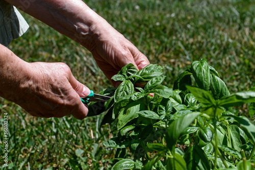 Harvesting basil by hand in the garden on a sunny day.  Also called great basil it is a culinary herb of the family Lamiaceae. It is native to tropical regions and is used in cuisines worldwide.
