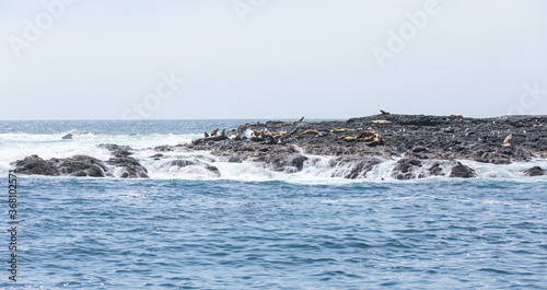 Group of sea lions warming on the rocks in the Pacific Ocean near Tofino, British Columbia © Katherine Kalmbach