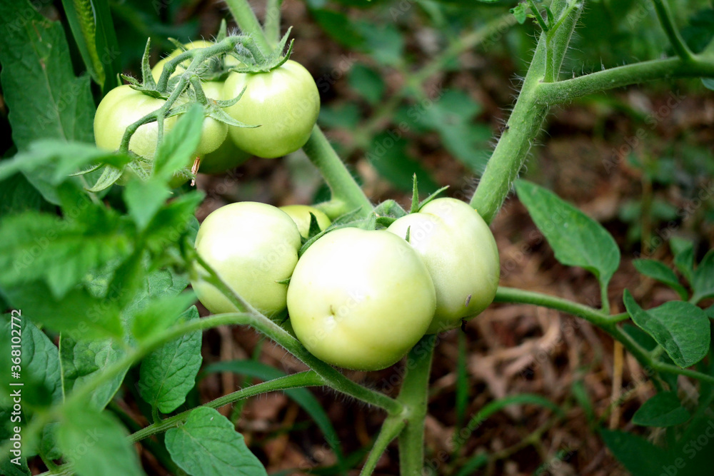 bush with green tomatoes, close-up