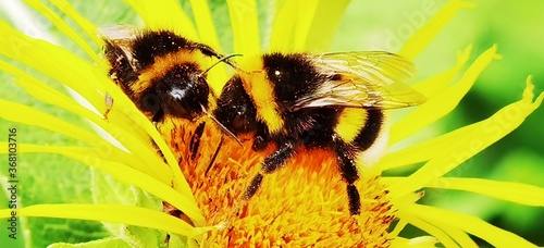 bee on yellow flower