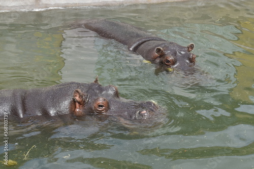 hippo in the water