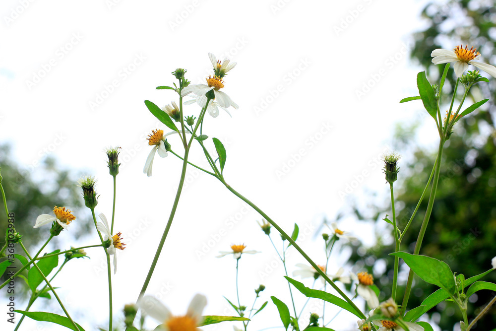 Fototapeta premium Tiny white flowers In green nature Sensitive Focus.