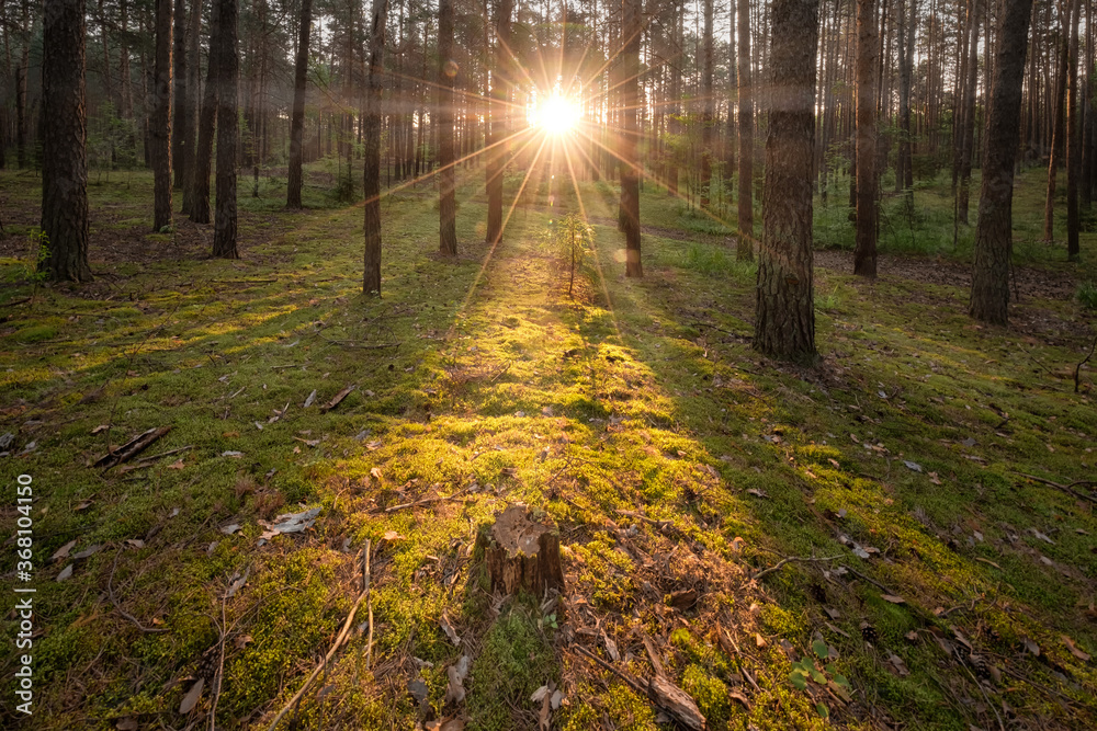 Obraz premium A large pine forest is located on the right bank of the Kama River, on the other side of the city of Perm. 
