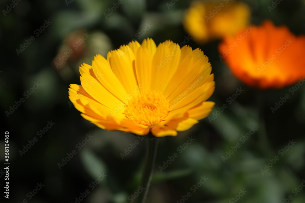 Flower Flower