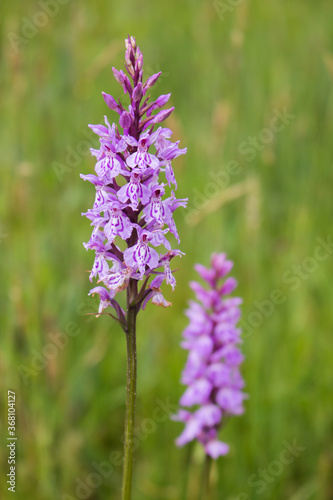 Common Spotted-orchid (Dactylorhiza fuchsii)