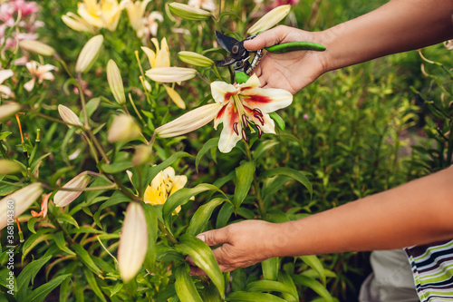 Woman holding fresh lily flower in garden. Gardener taking care of lilies. Gardening hobby concept photo