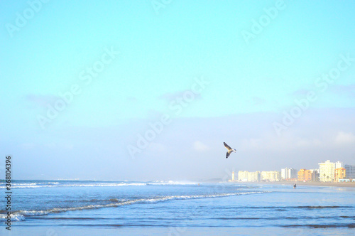 seagull flying over the sea in La Serena, Chile © Camila