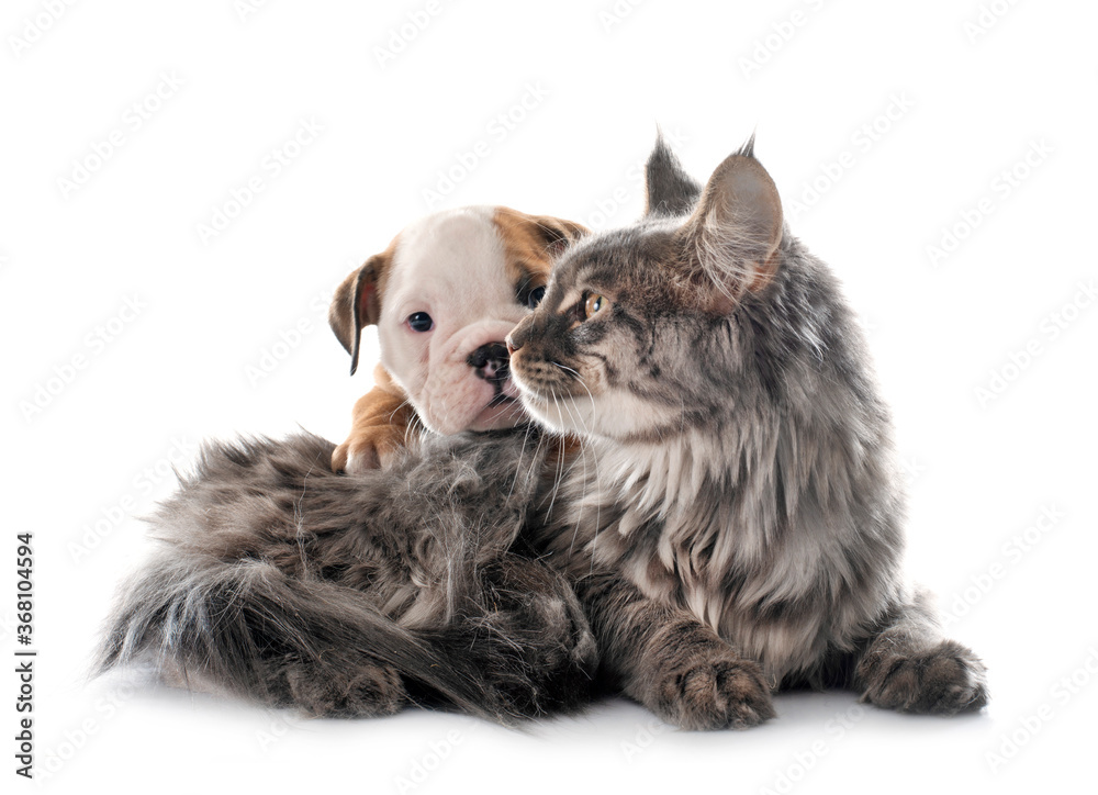 puppy english bulldog and cat - obrazy, fototapety, plakaty 