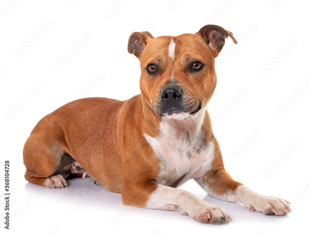 stafforshire bull terrier