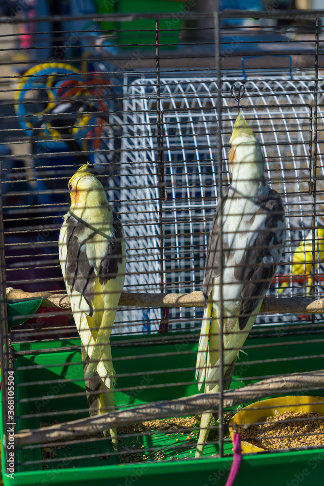 two parrots in a cage.
