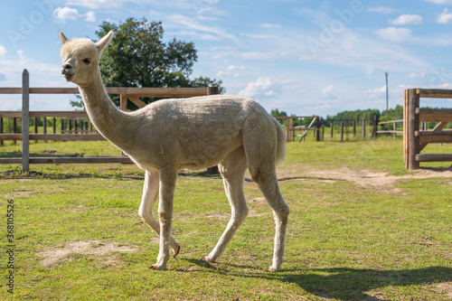 Adult white coated alpaca like llama in a farmhouse. Beautiful summer day in countryside with huacaya alpaca