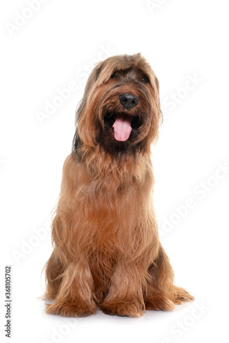 Canvas Print Briard in studio