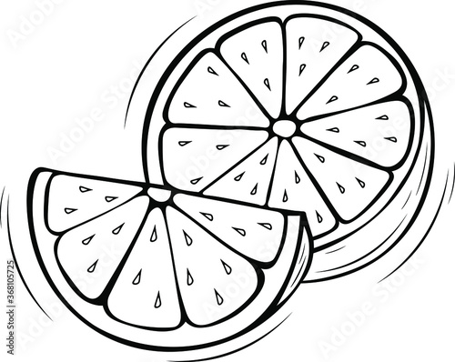 hand drawn sketch doodle of a lemon or lime for coloring book or logo design vector illustration