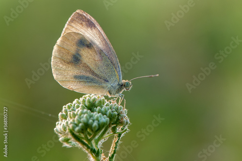 а white butterfly Pieris brassicae on a field flower on a summer day in a forest glade