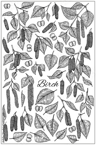 Birch branch with catkins leaves, flowers and seeds. Vector isolated illustration. Black and white style. Sketch elements set. © Lullula