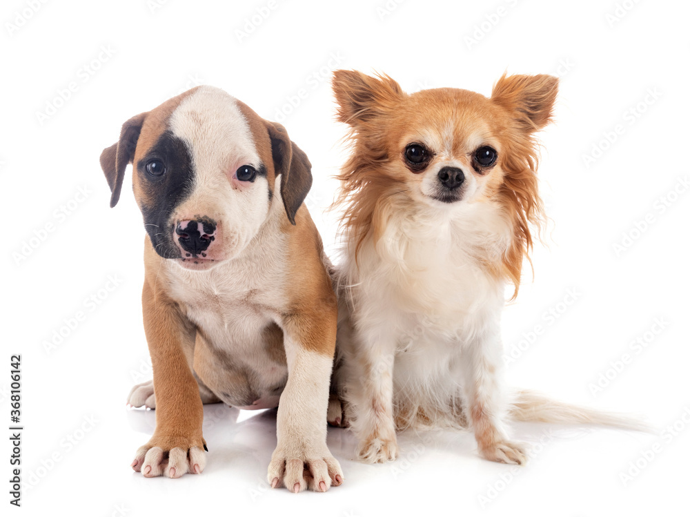 puppy american bulldog and chihuahua puppy american bulldog and chihuahua