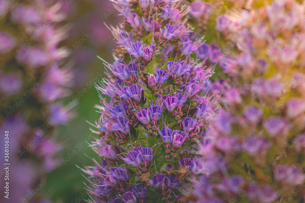 Obraz premium Colorful garden in Santa Cruz, California