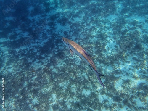 Poisson petite terre 2