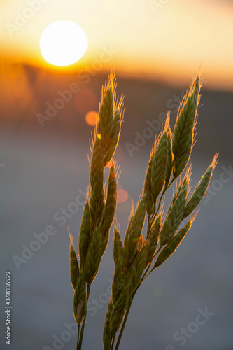 Bromus hordeaceus against the backdrop of the setting sun in sun glare photo