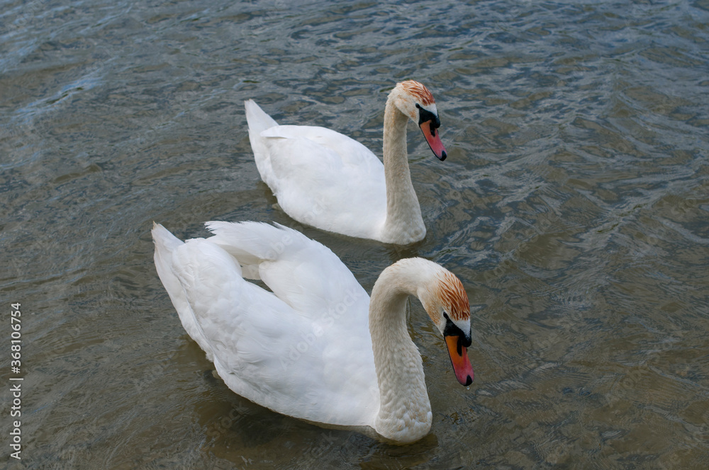 Fototapeta premium white swans group on the lake swim well under the bright sun