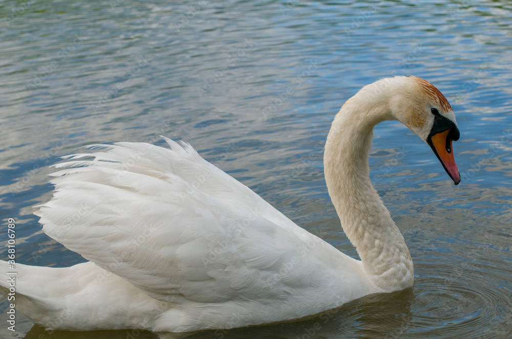 Obraz premium A white majestic swan floats in front of a wave of water. Young swan in the middle of the water. Drops on a wet head.
