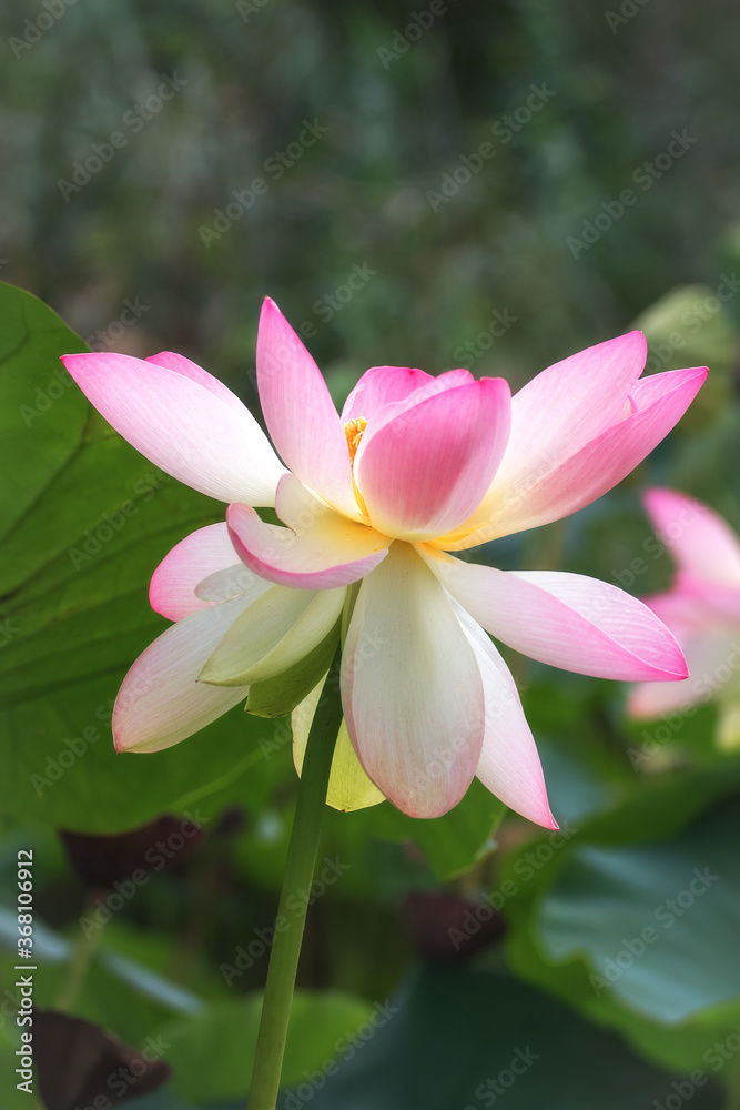 Pink Lotus (Nelumbo) flowers in the water. Lotus close-up. Pink lotuses are delicate and beautiful flowers, a sacred plant.