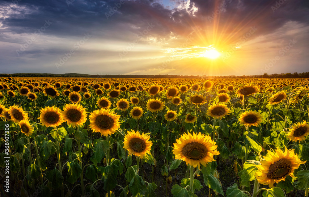 Fototapeta premium Beautiful sunset over sunflower field