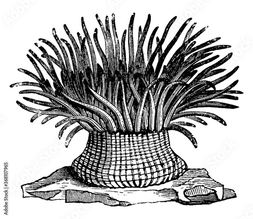 Sea-anemone, vintage illustration.